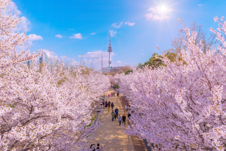 Tại sao nên đi du lịch Hàn Quốc vào mùa xuân?
